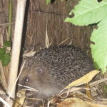 Hérisson dans un jardin d ela rue des Roux   2019