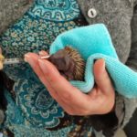 Le square Jouhaux abritait une faune riche car il était situé sur le corridor écologique que constitue l'aqueduc de la Vanne (trame verte et bleue)